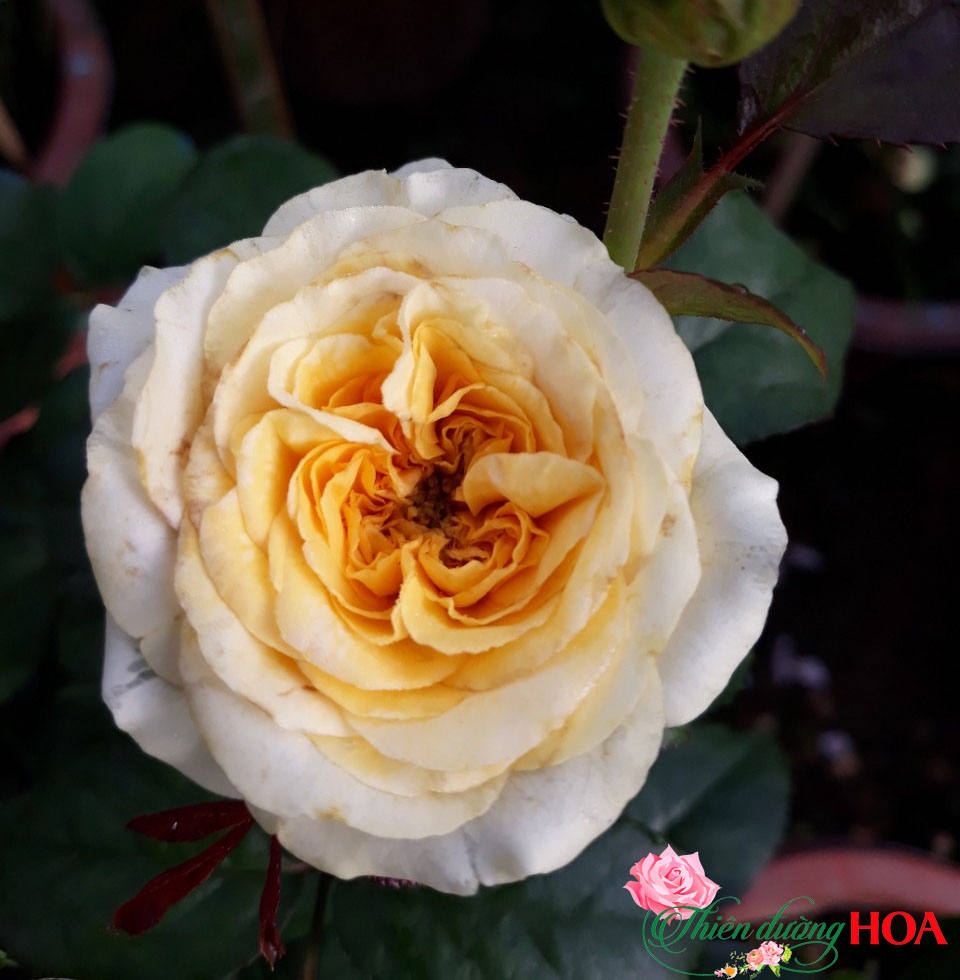 Hoa hồng Beatrice